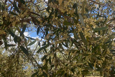 Landejendom i El Perello, Tarragona, El Perello - € 35.000 | Ref: Finca Godai Exc - foto 11